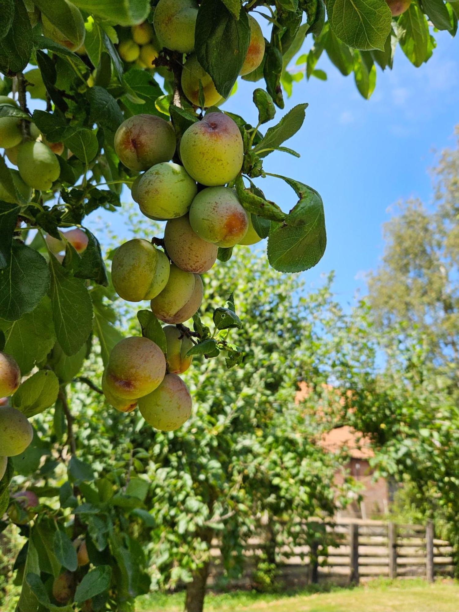 De Zeeuwsche Hoeve Bed & Breakfast Kerkwerve